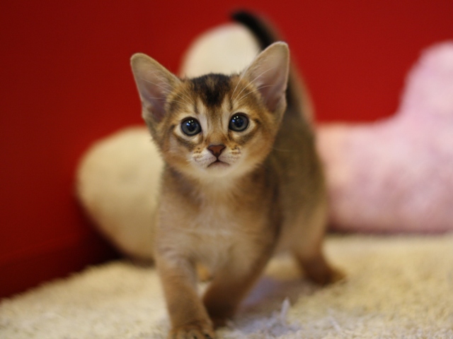 アビシニアンの子猫画像