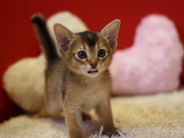 アビシニアンの子猫画像