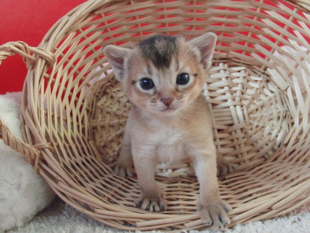 アビシニアンの子猫画像
