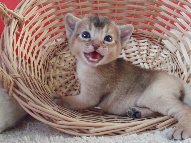 アビシニアンの子猫画像