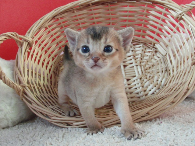 アビシニアンの子猫画像