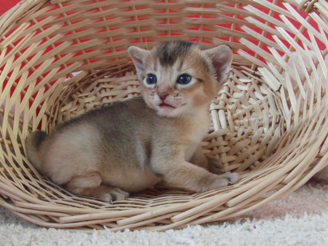 アビシニアンの子猫画像