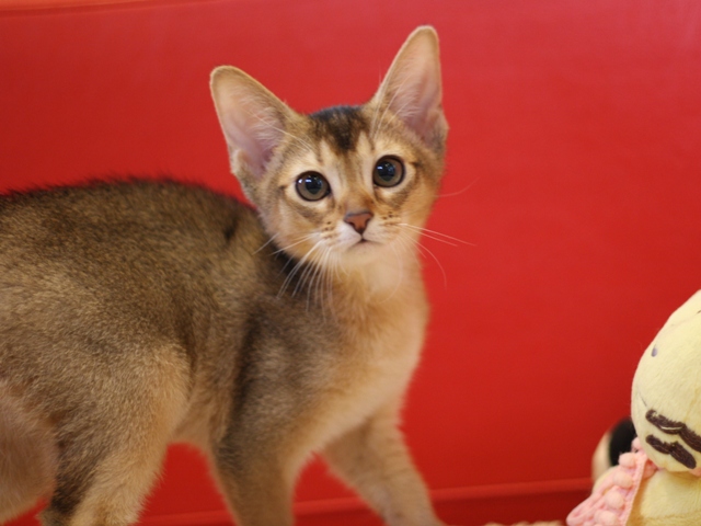 アビシニアンの子猫画像