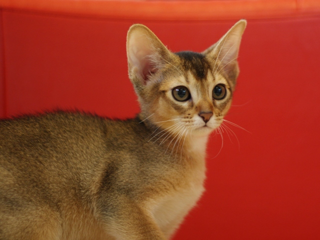 アビシニアンの子猫画像