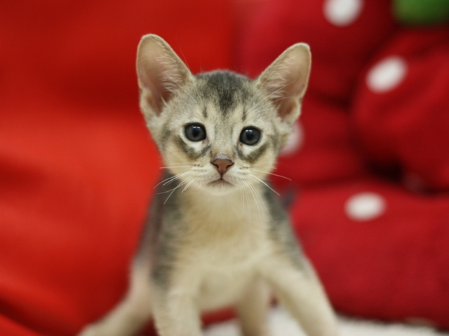 アビシニアンの子猫画像
