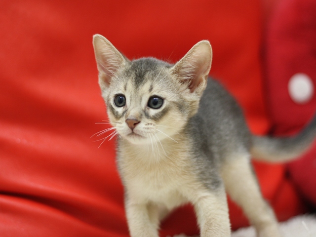 アビシニアンの子猫画像
