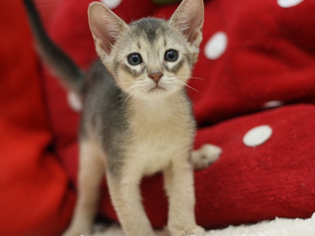 アビシニアンの子猫画像