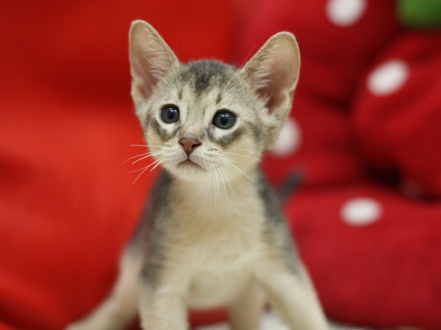 アビシニアンの子猫画像