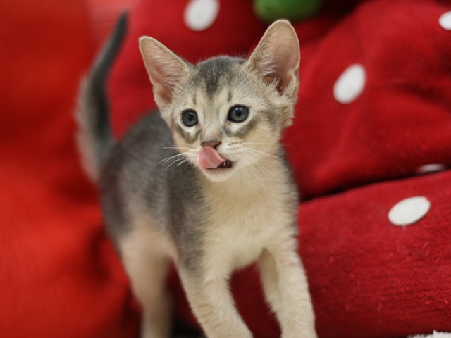 アビシニアンの子猫画像