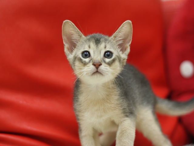 アビシニアンの子猫画像