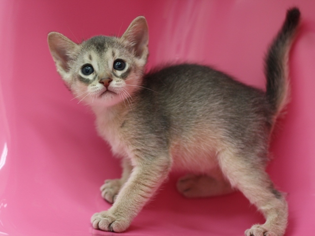 アビシニアンの子猫画像