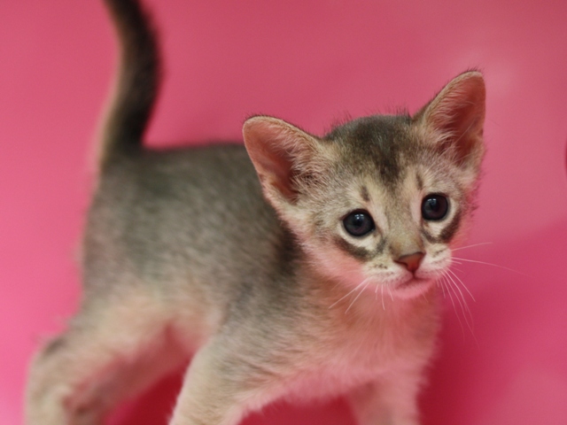 アビシニアンの子猫画像