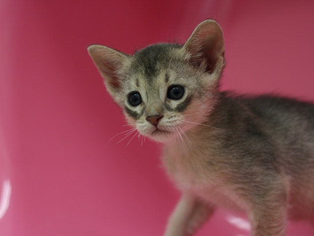 アビシニアンの子猫画像