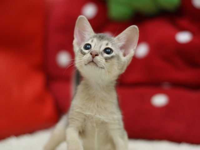 アビシニアンの子猫画像