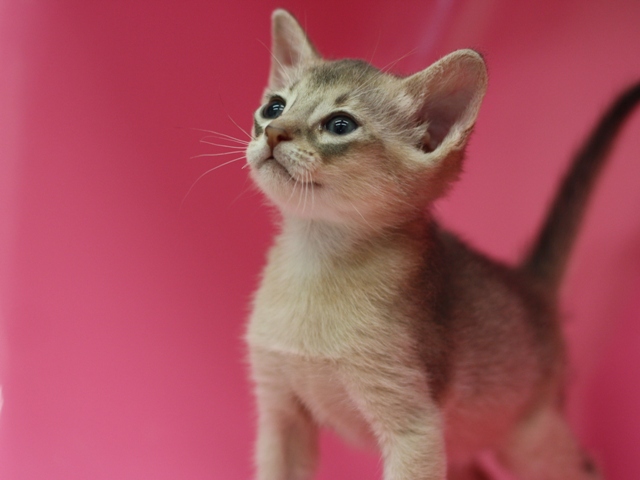 アビシニアンの子猫画像