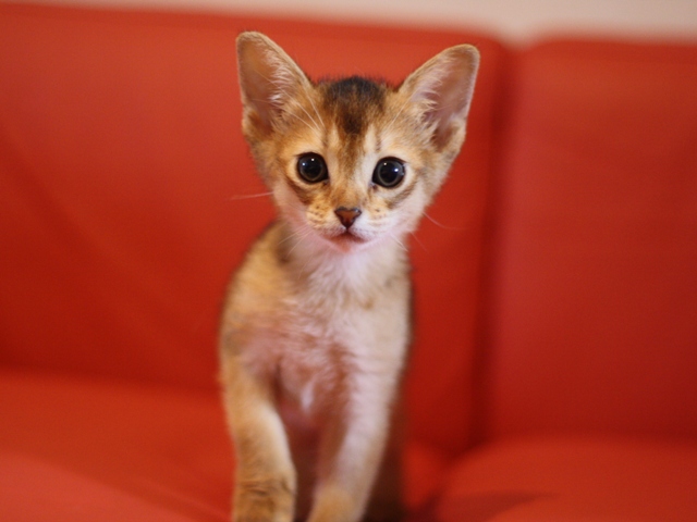 アビシニアンの子猫画像