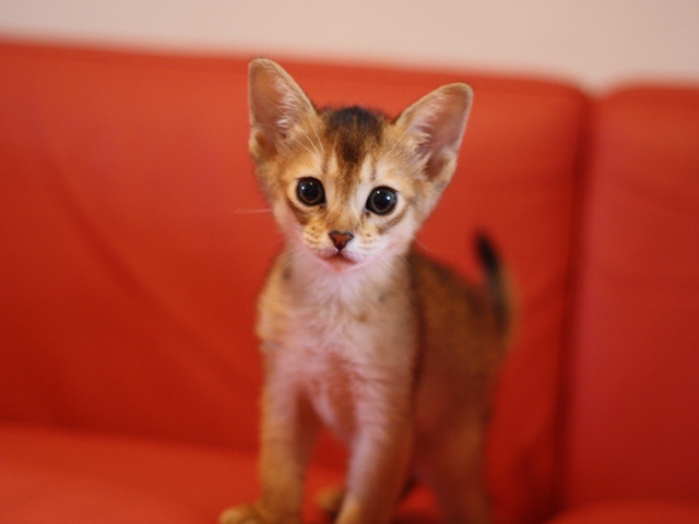 アビシニアンの子猫画像