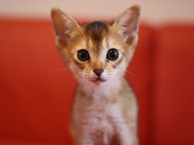 アビシニアンの子猫画像