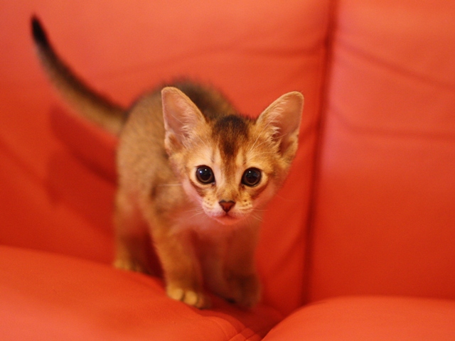アビシニアンの子猫画像