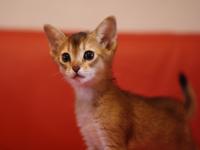 アビシニアンの子猫画像