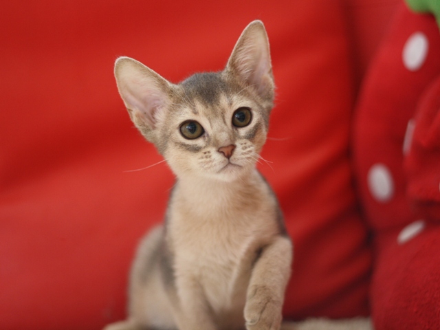 アビシニアンの子猫画像