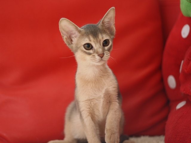 アビシニアンの子猫画像