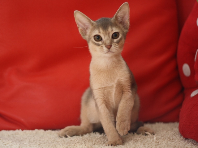 アビシニアンの子猫画像