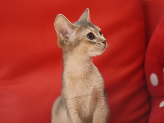 アビシニアンの子猫画像
