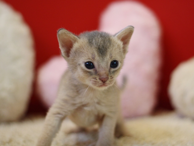 アビシニアンの子猫画像