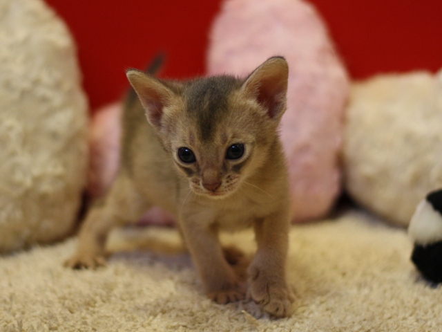 アビシニアンの子猫画像