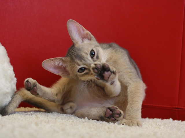 アビシニアンの子猫画像