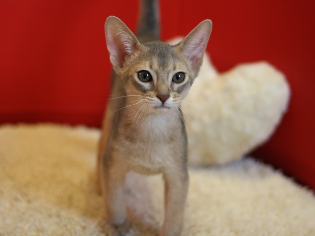アビシニアンの子猫画像
