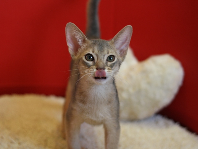 アビシニアンの子猫画像