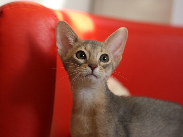 アビシニアンの子猫画像