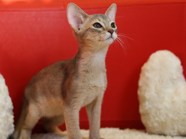 アビシニアンの子猫画像