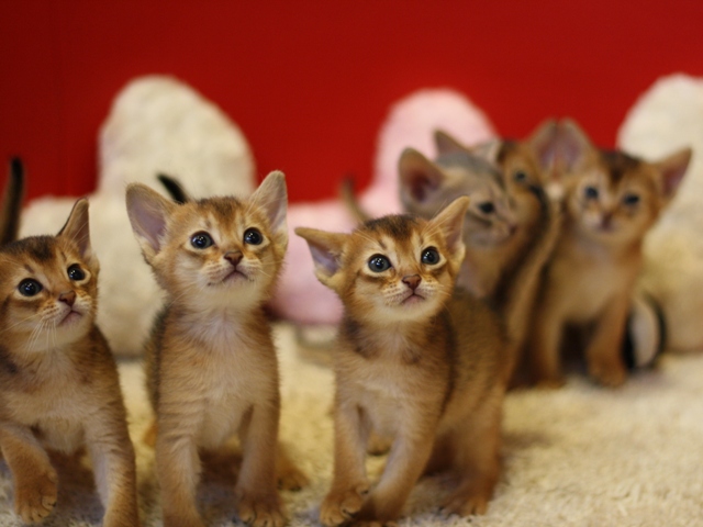 アビシニアンの子猫画像