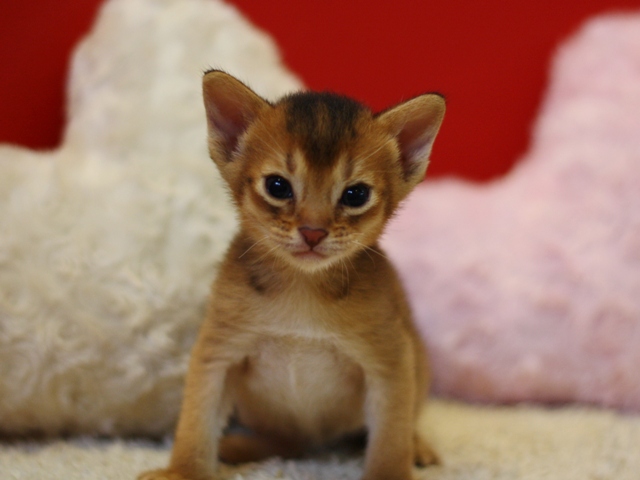 アビシニアンの子猫画像