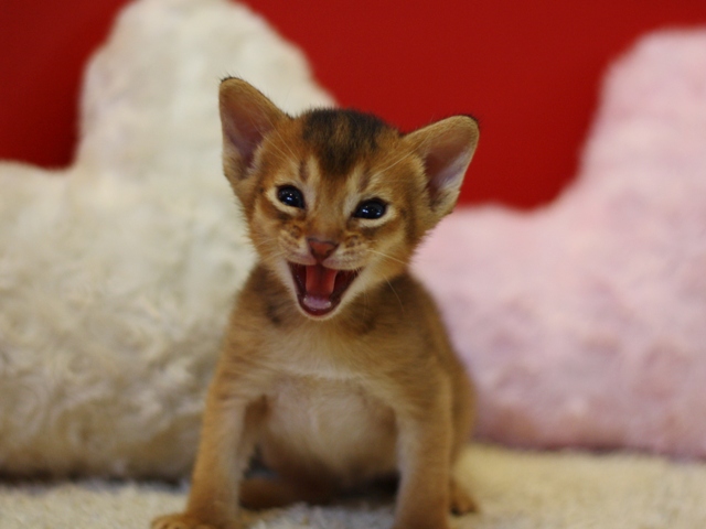 アビシニアンの子猫画像