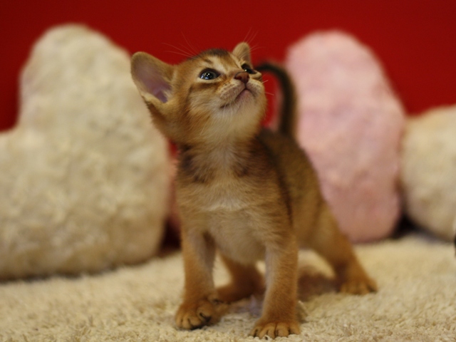 アビシニアンの子猫画像