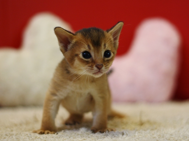 アビシニアンの子猫画像