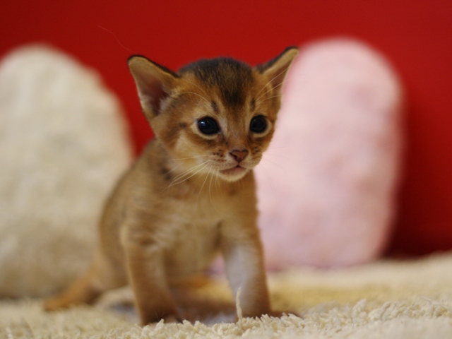 アビシニアンの子猫画像