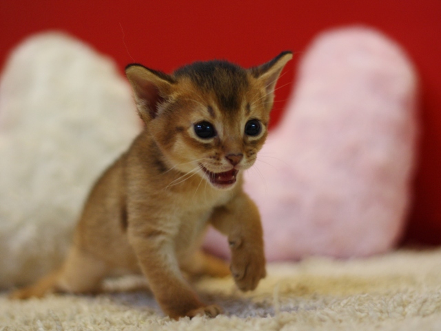 アビシニアンの子猫画像