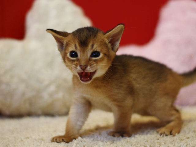 アビシニアンの子猫画像
