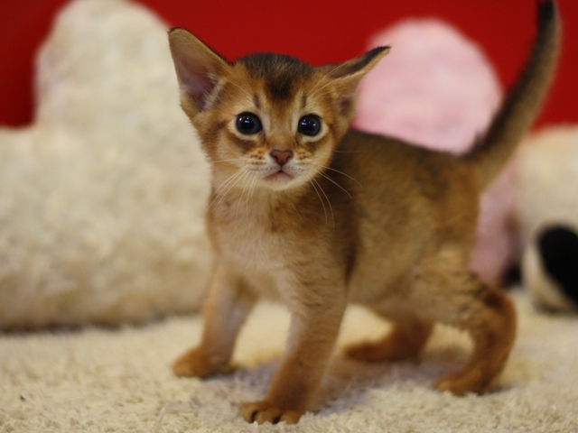 アビシニアンの子猫画像
