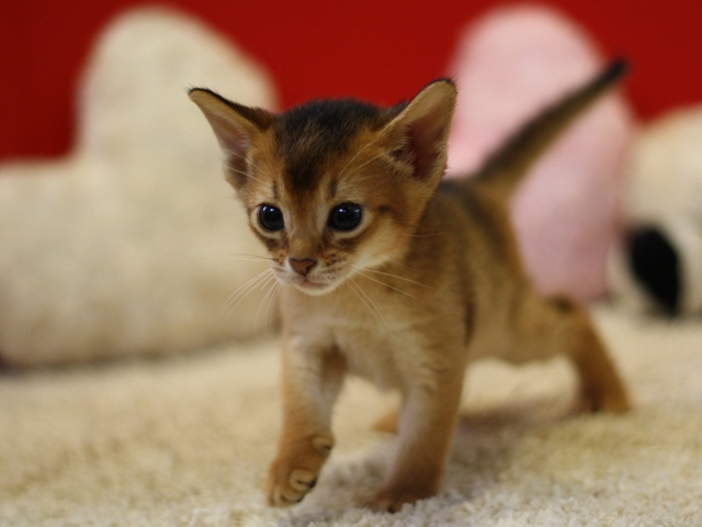 アビシニアンの子猫画像