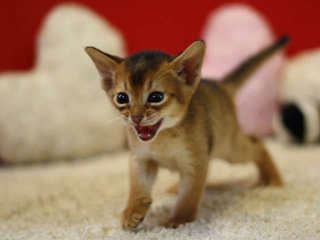アビシニアンの子猫画像