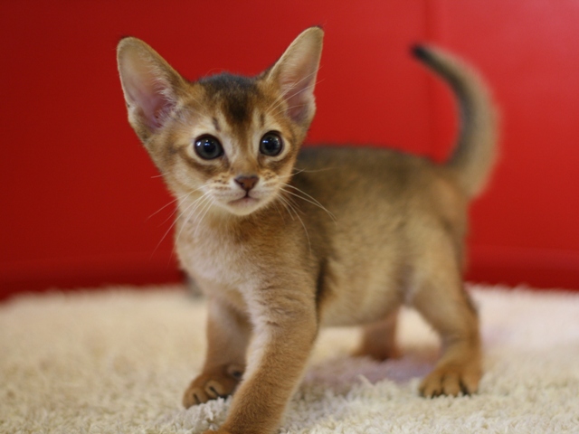 アビシニアンの子猫画像