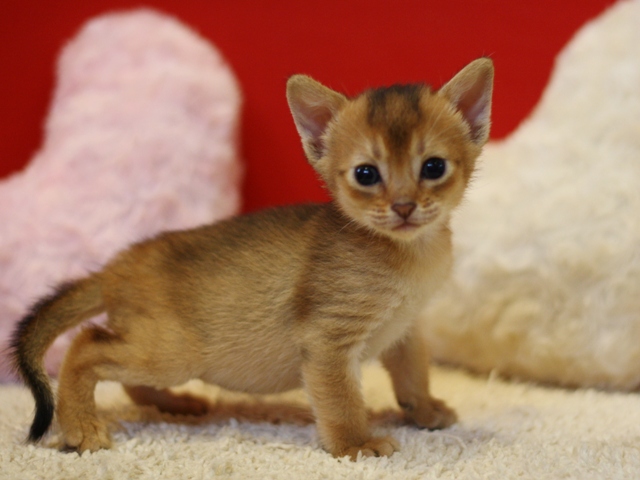 アビシニアンの子猫画像