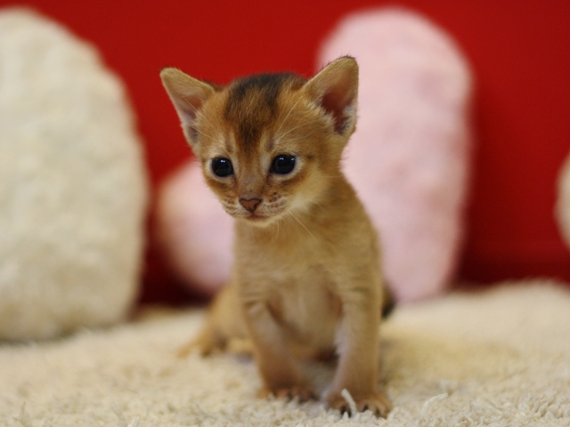 アビシニアンの子猫画像