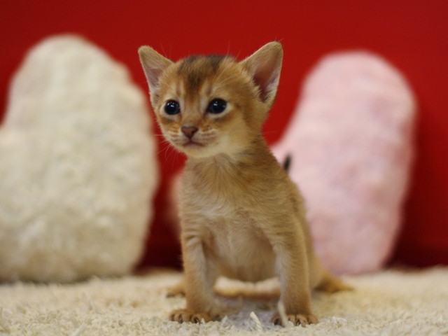 アビシニアンの子猫画像